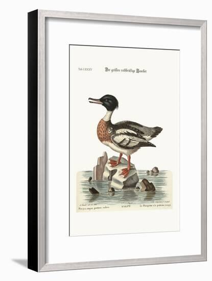 The Red-Breasted Goosander, 1749-73-George Edwards-Framed Giclee Print