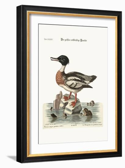 The Red-Breasted Goosander, 1749-73-George Edwards-Framed Giclee Print