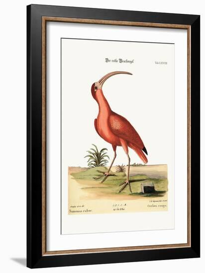 The Red Curlew, 1749-73-Mark Catesby-Framed Giclee Print