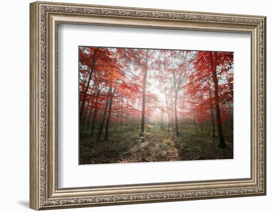 The Red Forest-Philippe Manguin-Framed Photographic Print