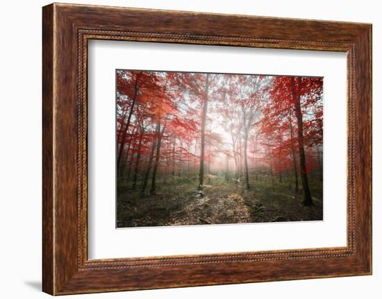 The Red Forest-Philippe Manguin-Framed Photographic Print