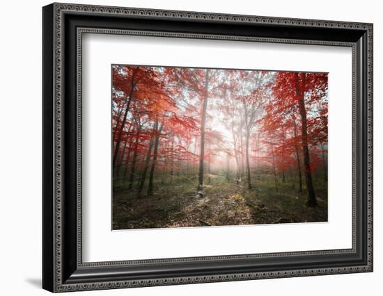 The Red Forest-Philippe Manguin-Framed Photographic Print