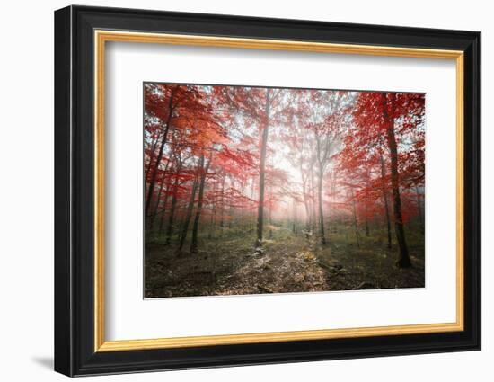 The Red Forest-Philippe Manguin-Framed Photographic Print