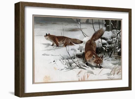 The Red Fox by Alfred Edmund Brehm-Stefano Bianchetti-Framed Giclee Print