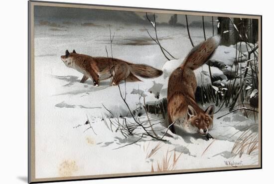 The Red Fox by Alfred Edmund Brehm-Stefano Bianchetti-Mounted Giclee Print