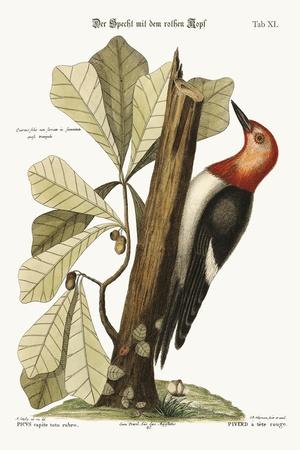 The Red-Headed Woodpecker, 1749-73' Giclee Print - Mark Catesby | Art.com