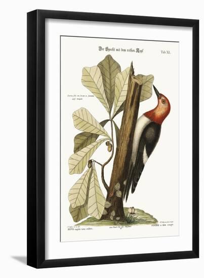 The Red-Headed Woodpecker, 1749-73-Mark Catesby-Framed Giclee Print