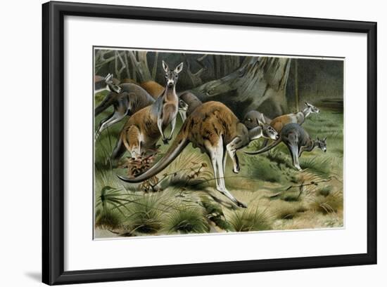 The Red Kangaroo-null-Framed Giclee Print