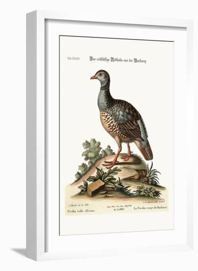 The Red-Legged Partridge from Barbary, 1749-73-George Edwards-Framed Giclee Print