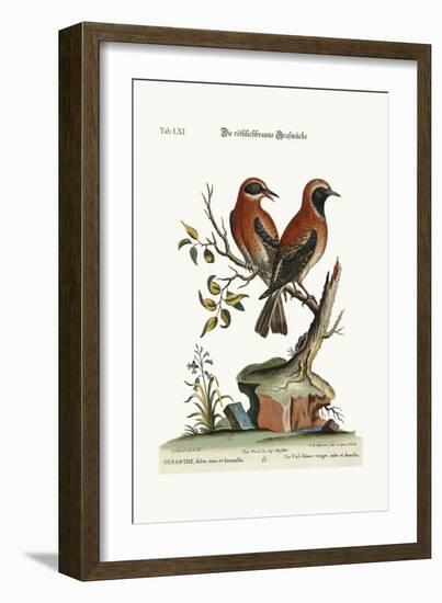 The Red or Russet-Coloured Wheat-Ear, 1749-73-George Edwards-Framed Giclee Print