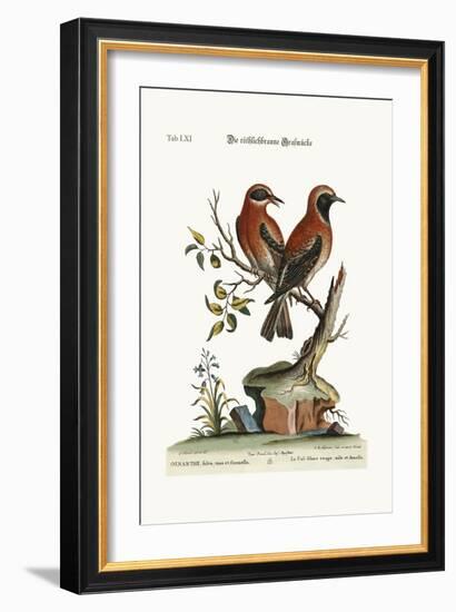 The Red or Russet-Coloured Wheat-Ear, 1749-73-George Edwards-Framed Giclee Print