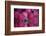 The Red Reflection-Philippe Sainte-Laudy-Framed Photographic Print