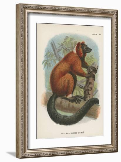 The Red-Ruffed Lemur-null-Framed Giclee Print