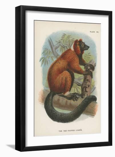 The Red-Ruffed Lemur-null-Framed Giclee Print