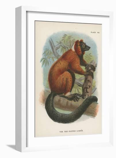 The Red-Ruffed Lemur-null-Framed Giclee Print