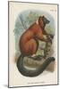 The Red-Ruffed Lemur-null-Mounted Giclee Print