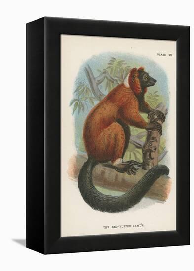 The Red-Ruffed Lemur-null-Framed Premier Image Canvas