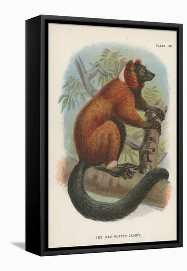 The Red-Ruffed Lemur-null-Framed Premier Image Canvas