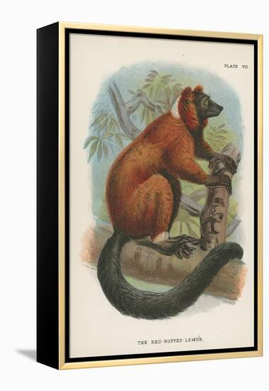 The Red-Ruffed Lemur-null-Framed Premier Image Canvas