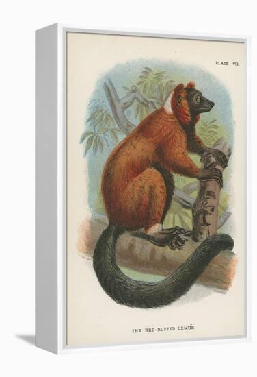 The Red-Ruffed Lemur-null-Framed Premier Image Canvas