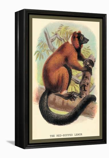 The Red-Ruffed Lemur-Sir William Jardine-Framed Stretched Canvas