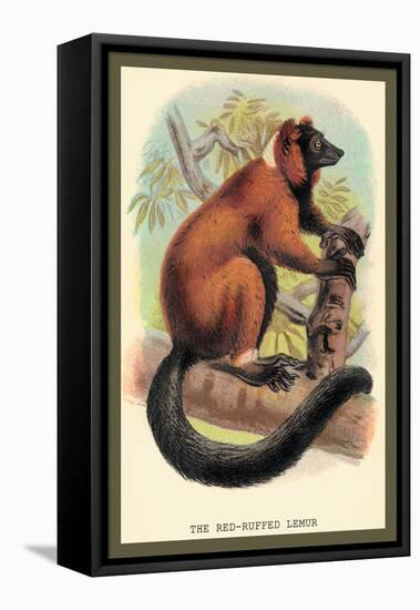 The Red-Ruffed Lemur-Sir William Jardine-Framed Stretched Canvas