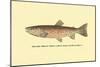 The Red Throat Trout-H.h. Leonard-Mounted Art Print