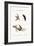 The Red-Throated Hummingbird, 1749-73-George Edwards-Framed Giclee Print