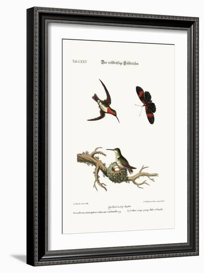 The Red-Throated Hummingbird, 1749-73-George Edwards-Framed Giclee Print