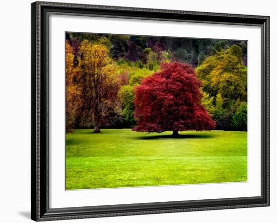 The Red Tree-Jody Miller-Framed Photographic Print