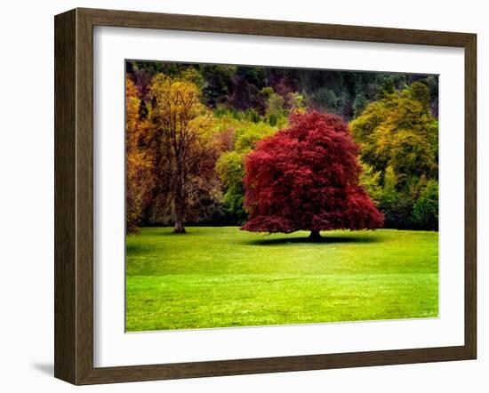 The Red Tree-Jody Miller-Framed Photographic Print