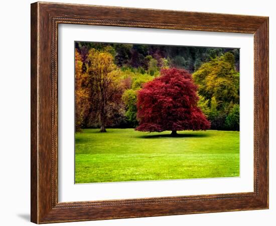 The Red Tree-Jody Miller-Framed Photographic Print