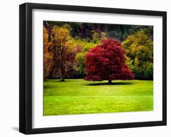 The Red Tree-Jody Miller-Framed Photographic Print