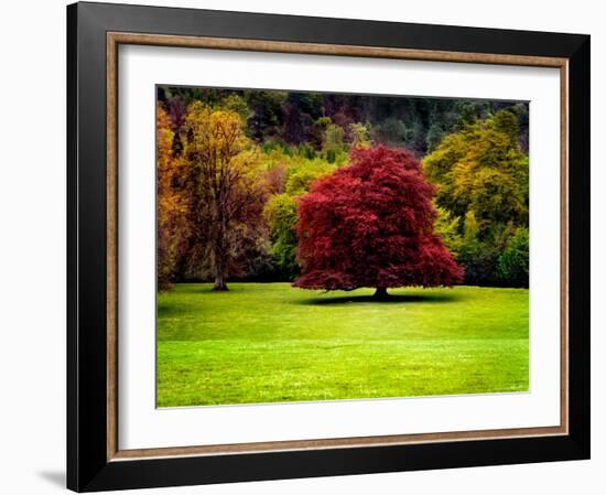 The Red Tree-Jody Miller-Framed Photographic Print