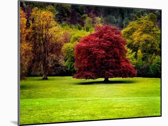 The Red Tree-Jody Miller-Mounted Photographic Print