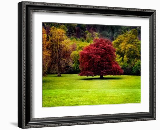 The Red Tree-Jody Miller-Framed Photographic Print