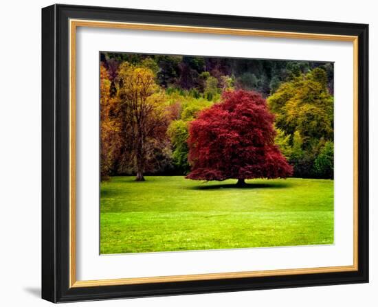 The Red Tree-Jody Miller-Framed Photographic Print