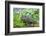 The red-winged blackbird is a passerine bird-Richard Wright-Framed Photographic Print