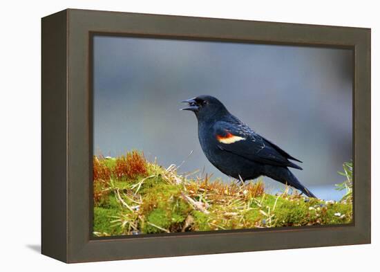 The Red-Winged Blackbird-Richard Wright-Framed Premier Image Canvas