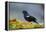 The Red-Winged Blackbird-Richard Wright-Framed Premier Image Canvas