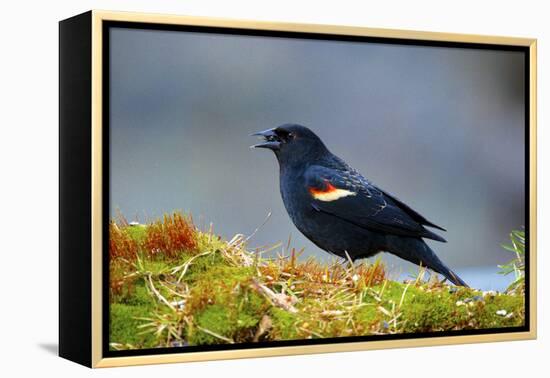 The Red-Winged Blackbird-Richard Wright-Framed Premier Image Canvas