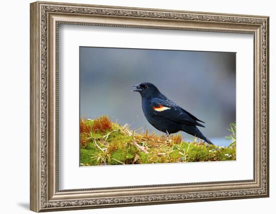 The Red-Winged Blackbird-Richard Wright-Framed Photographic Print