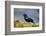 The Red-Winged Blackbird-Richard Wright-Framed Photographic Print