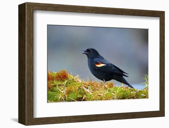 The Red-Winged Blackbird-Richard Wright-Framed Photographic Print