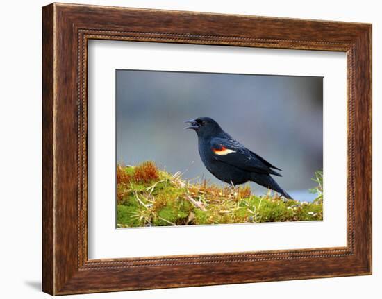 The Red-Winged Blackbird-Richard Wright-Framed Photographic Print