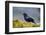 The Red-Winged Blackbird-Richard Wright-Framed Photographic Print