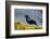 The Red-Winged Blackbird-Richard Wright-Framed Photographic Print