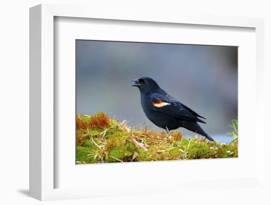 The Red-Winged Blackbird-Richard Wright-Framed Photographic Print