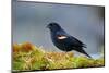 The Red-Winged Blackbird-Richard Wright-Mounted Photographic Print