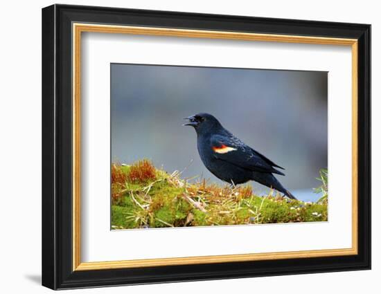 The Red-Winged Blackbird-Richard Wright-Framed Photographic Print